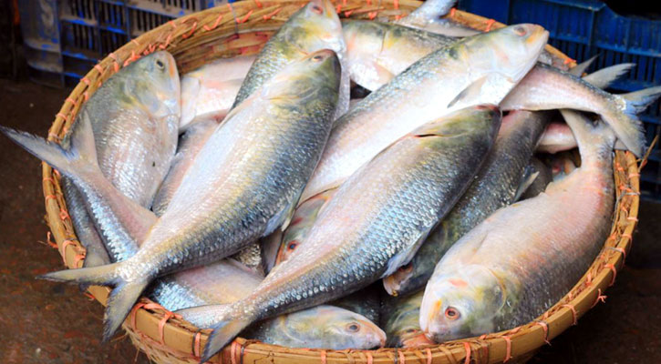 hilsa_BG